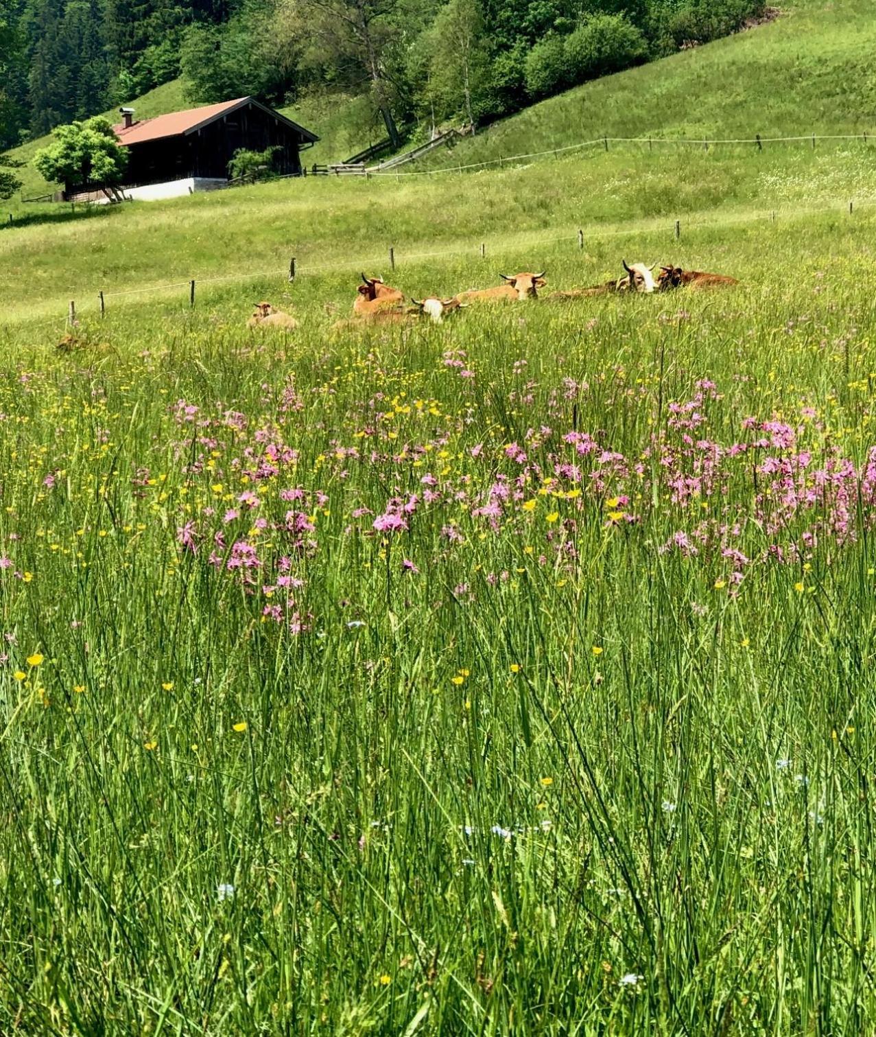 Alpenoase Schliersee - Grosse Suite Mit Sauna Oder Gemuetliche Studio Appartements Ruang foto
